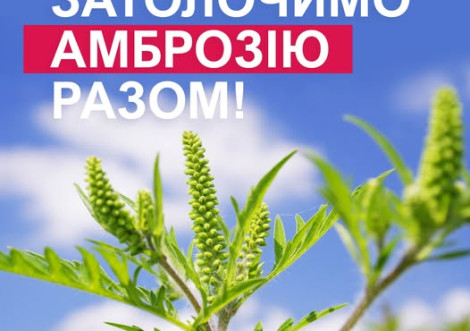 Міська толока проти амброзії запланована на сьогодні!