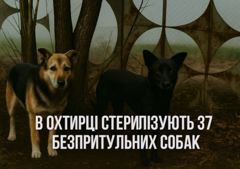 Охтирка почала стерилізацію безпритульних тварин