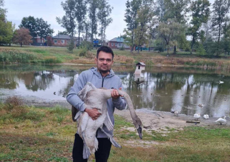В Охтирській школі опікуватимуться ще одним лебедем