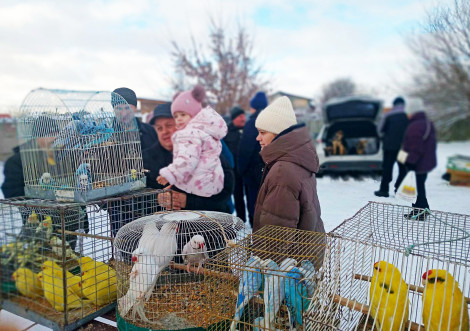 Традиційна виставка птахів в Охтирці об’єднала гостей з різних регіонів